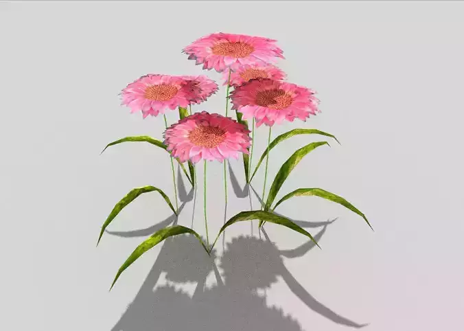 low poly flower gerbera daisies