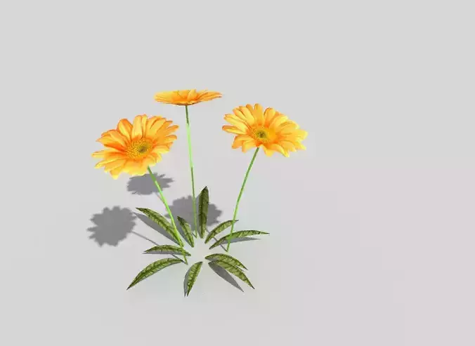 low poly flower gerbera Low-poly 3D model