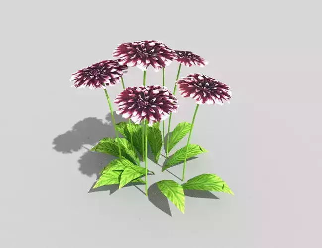 low poly flower chrysanthemum flowers