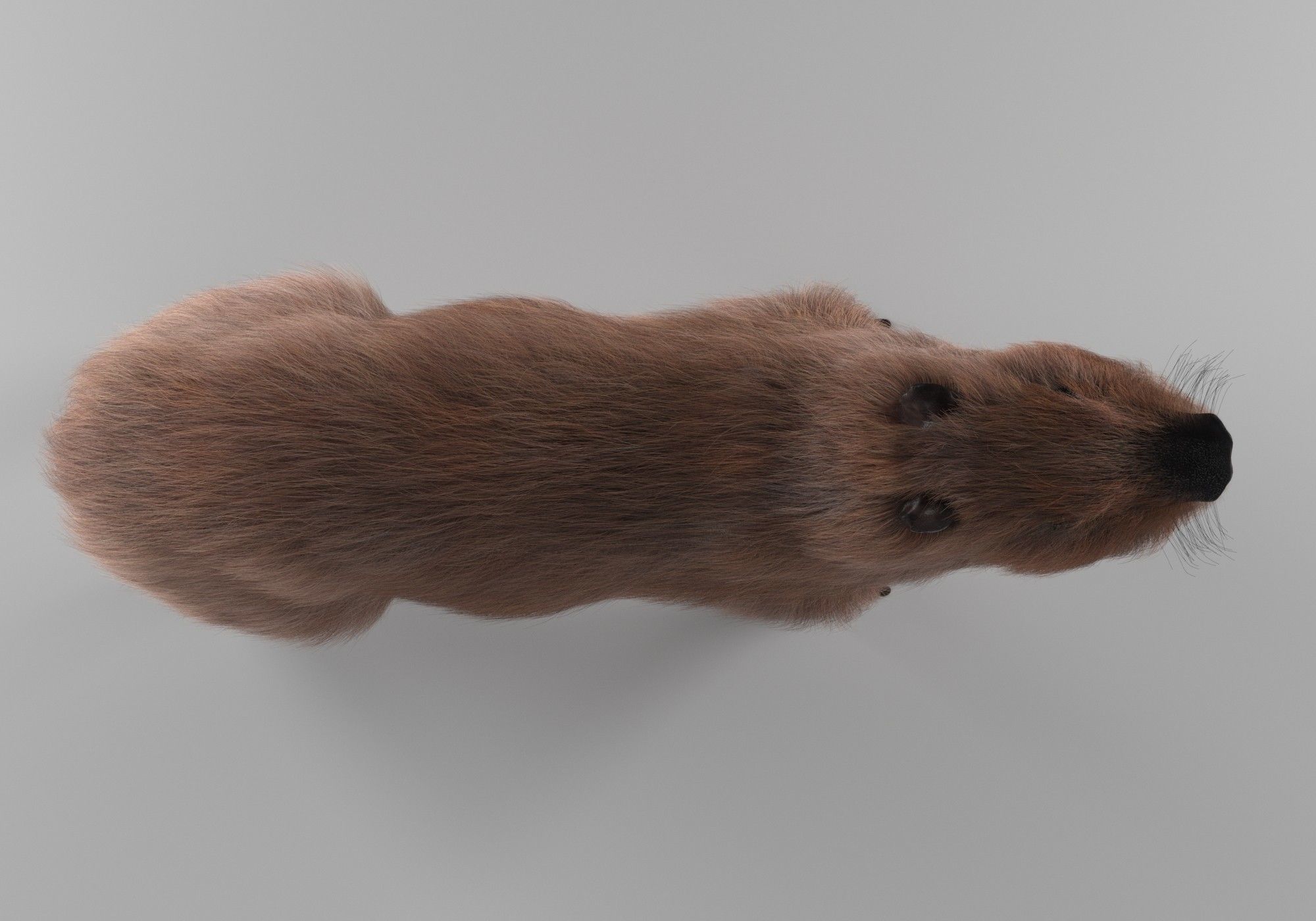 Capybara 3D model_5