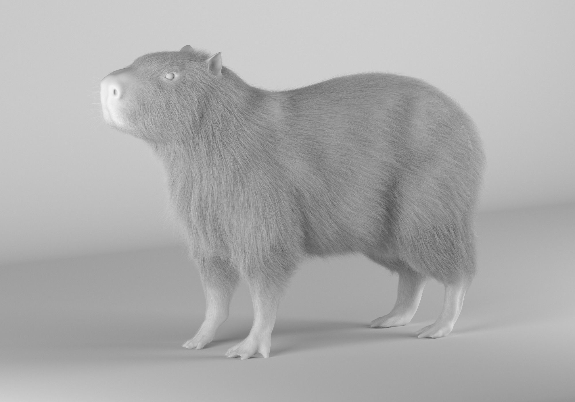 Capybara 3D model_2