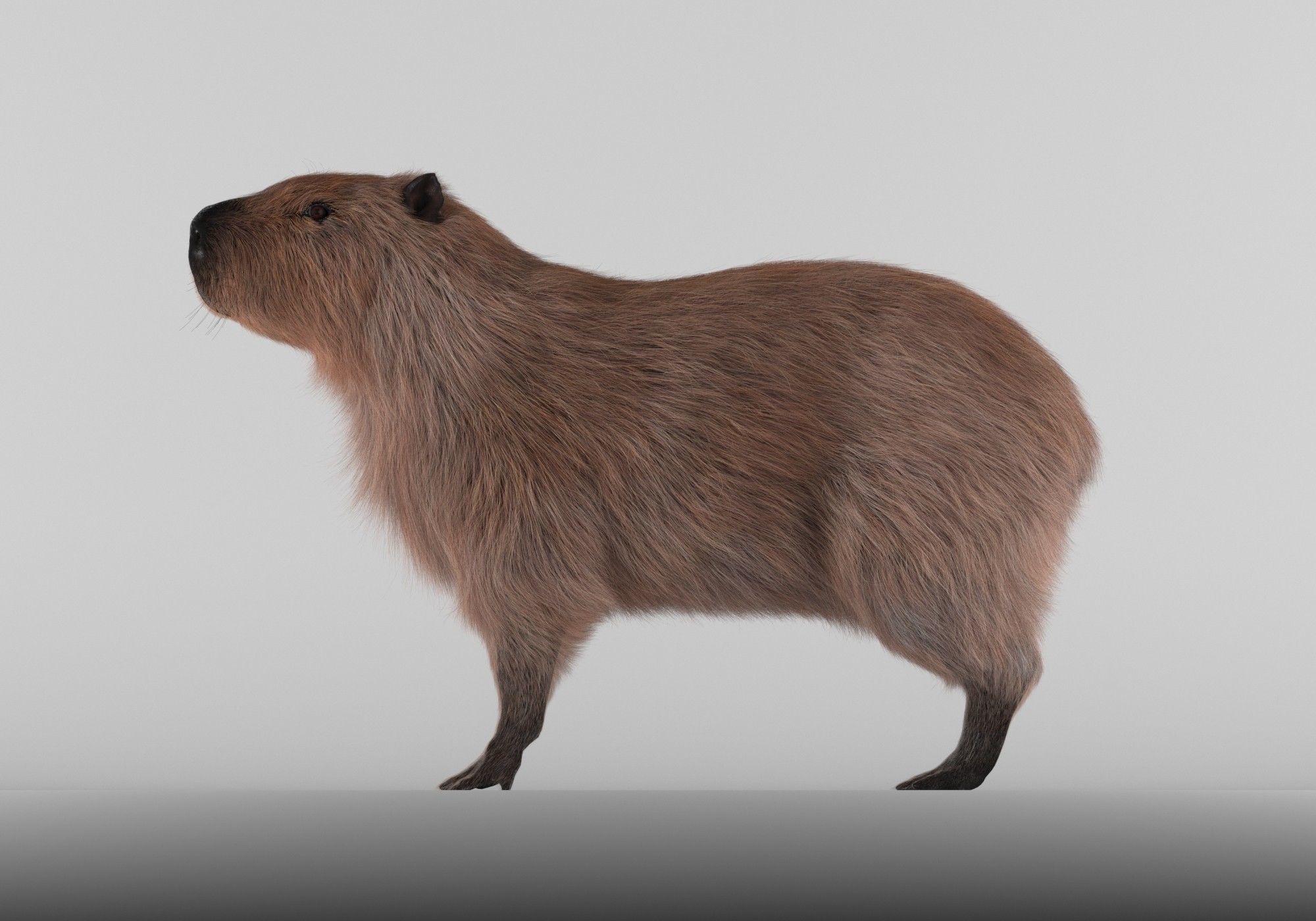 Capybara 3D model_4