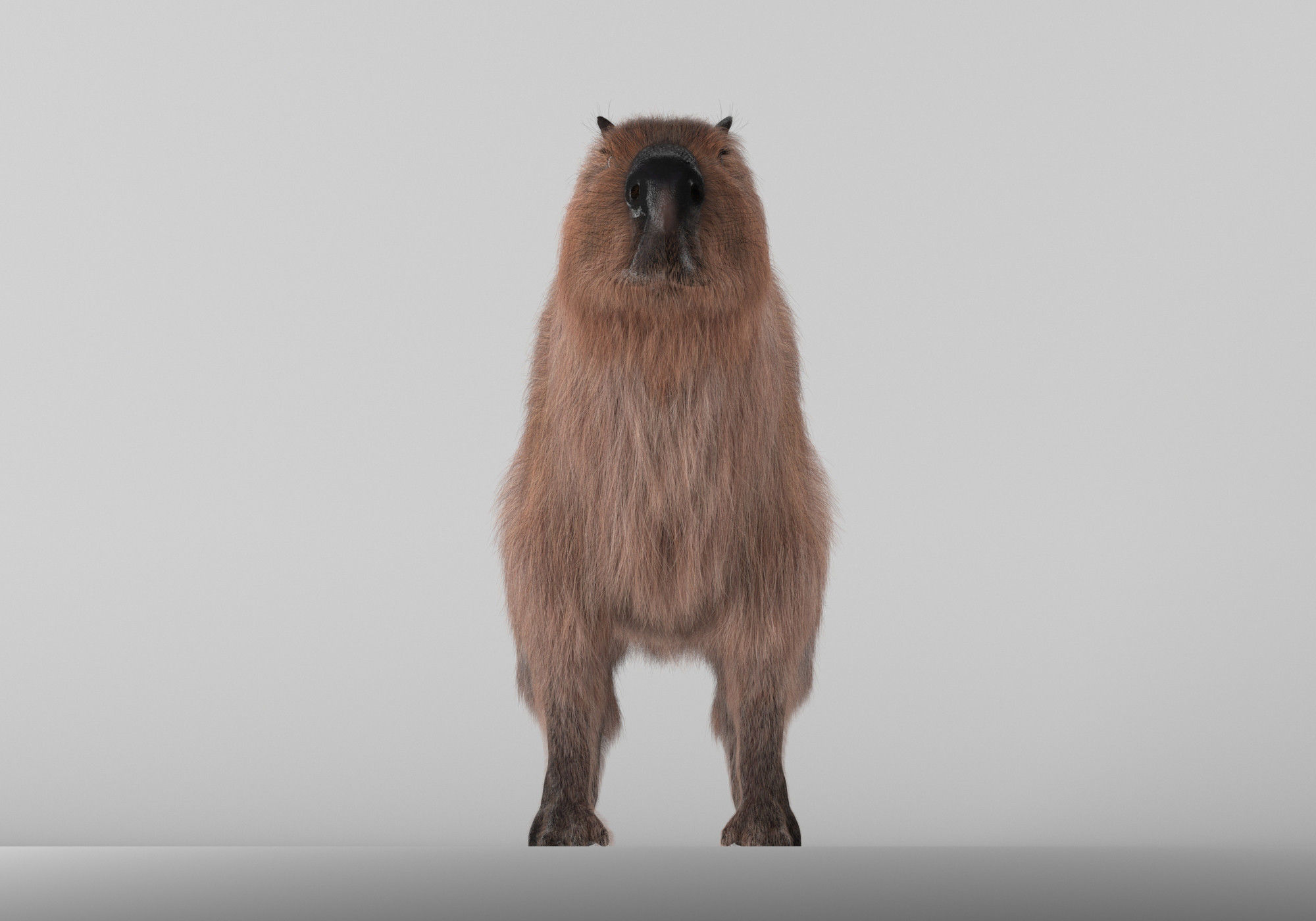 Capybara 3D model_6