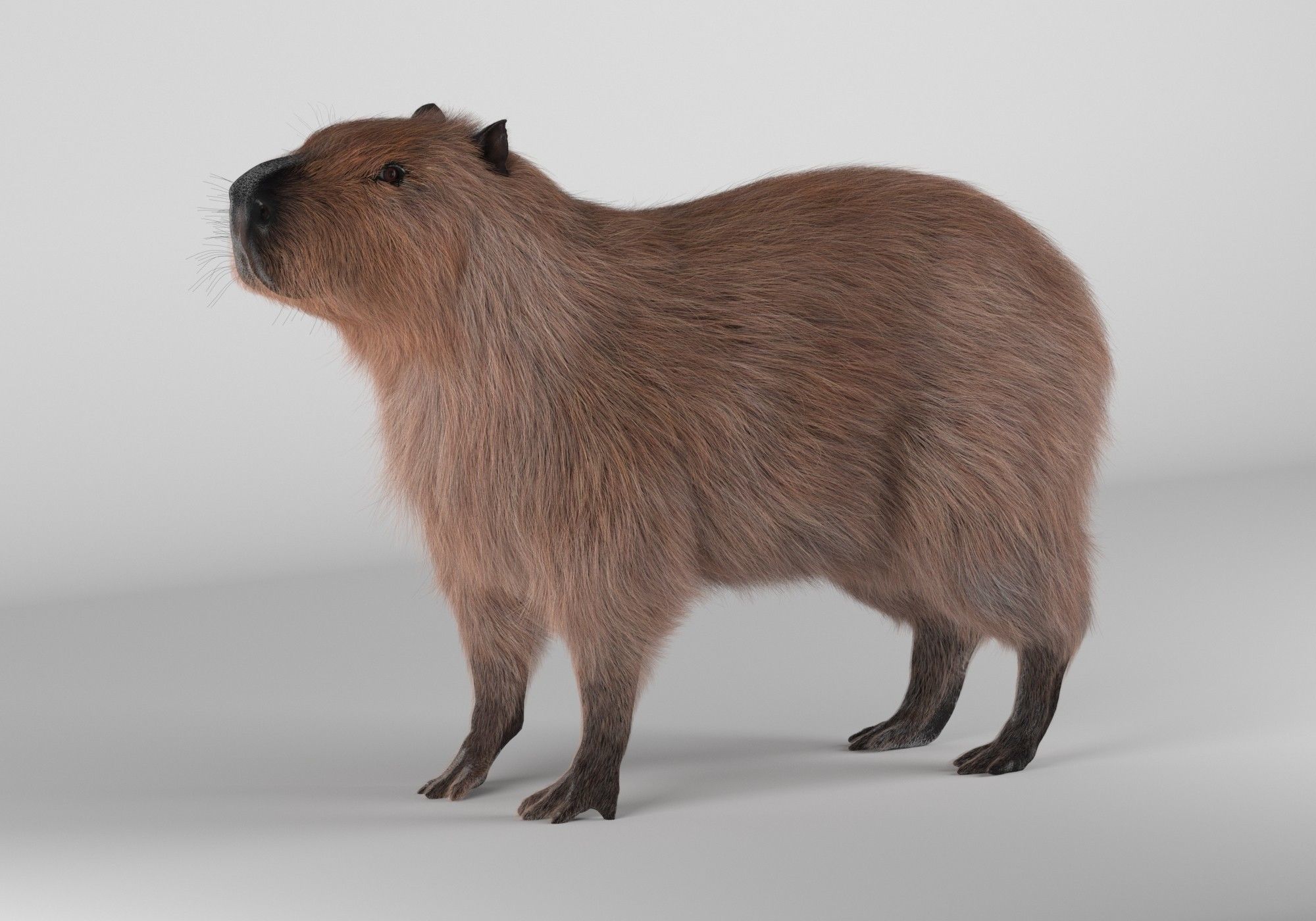 Capybara 3D model_1