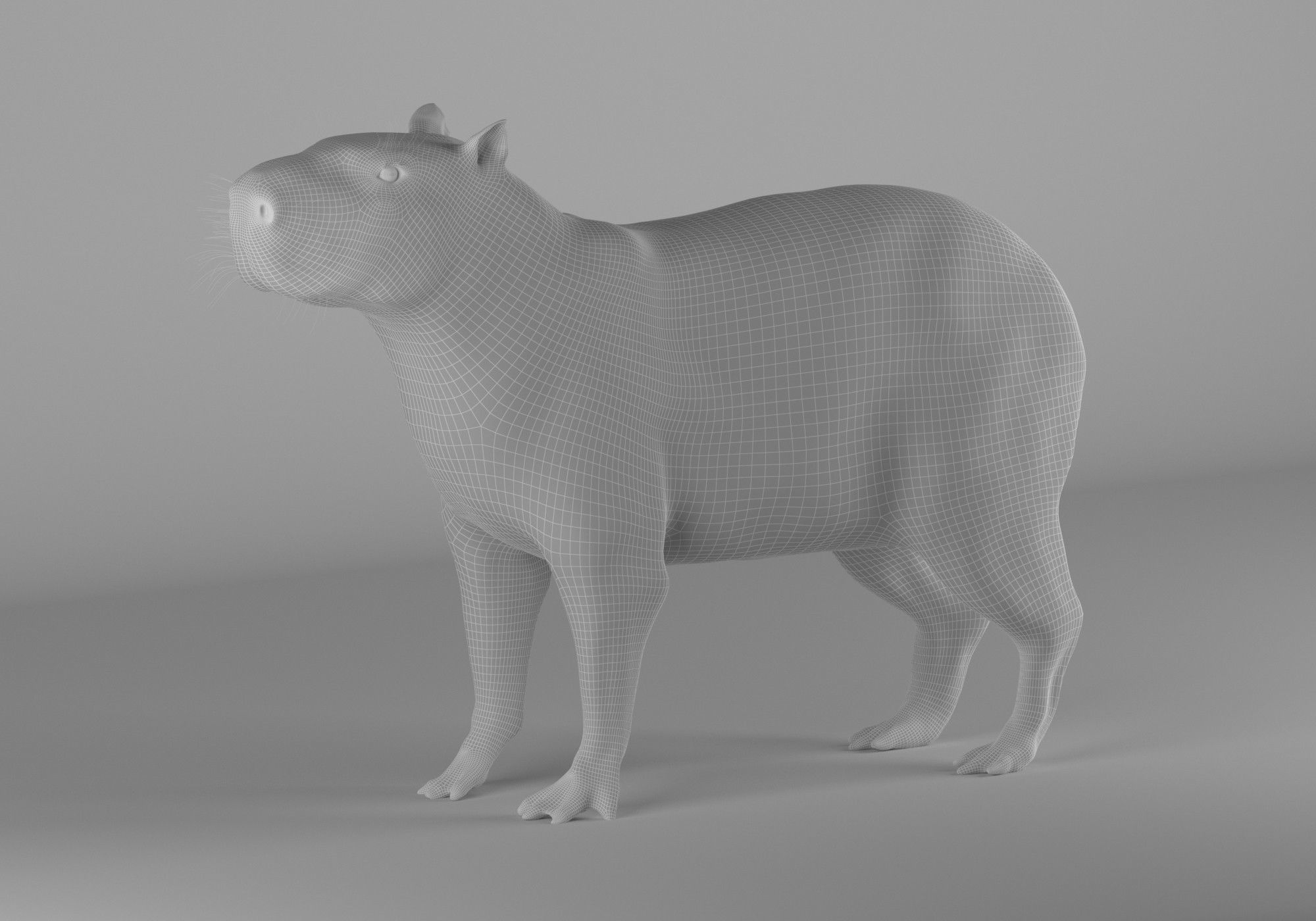 Capybara 3D model_3