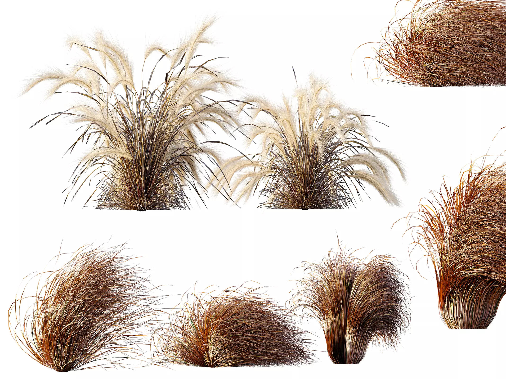AV Carex Orange Sedge Grass Fire Nassella Tenuissima fall 3D model