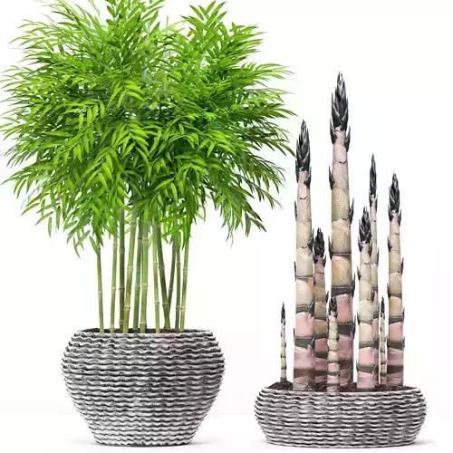 Bamboo Trees set