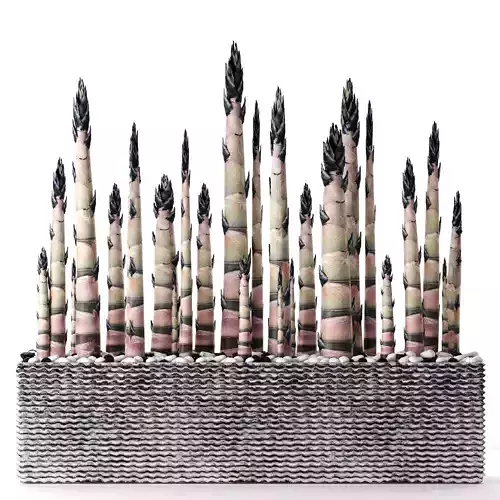 Bamboo shoots young sprouted small bamboo