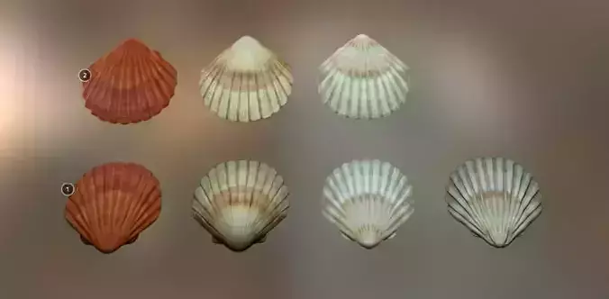 Mussel01 - 1k Triangles-Mesh and Decal Low-poly 3D model
