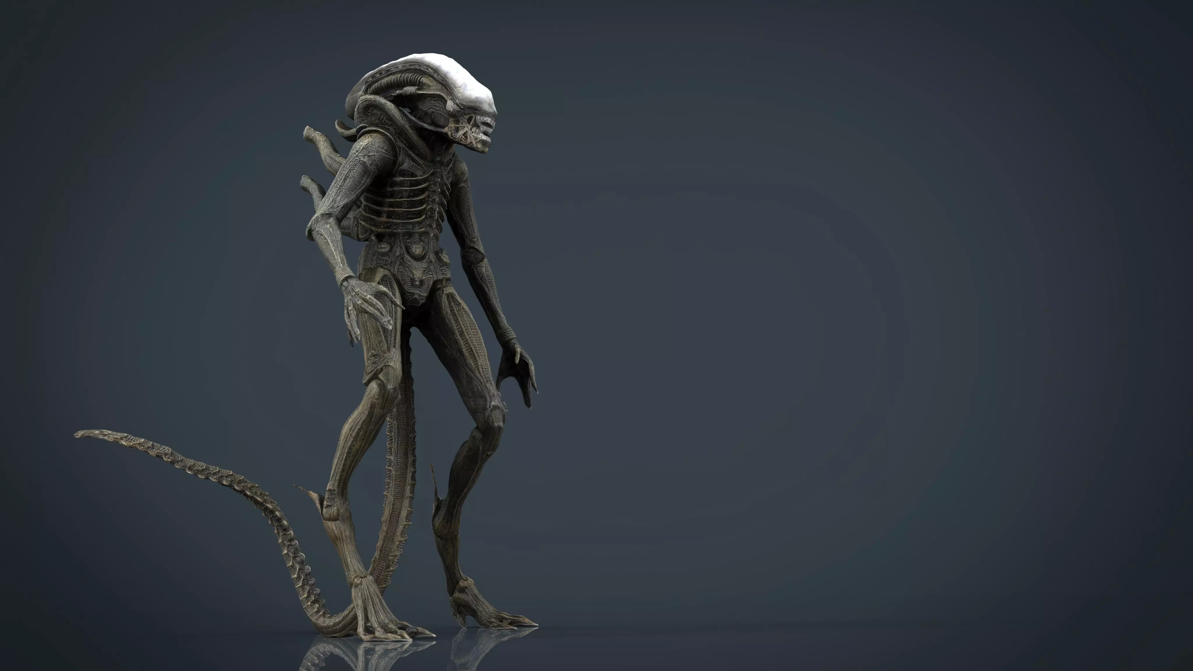 Alien Xenomorph 3D model_0