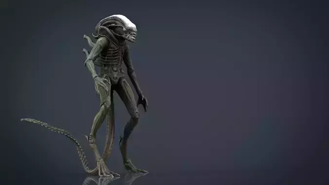 Alien Xenomorph 3D model