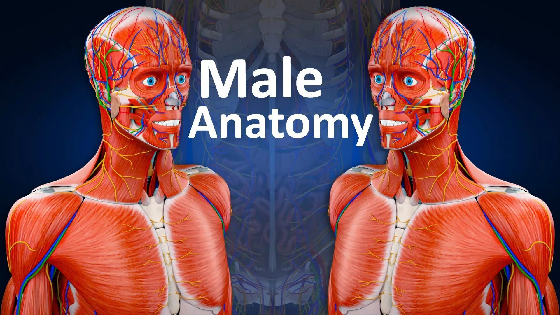 Male Human Anatomy Complete Muscular Nervous and Vascular System 3D model