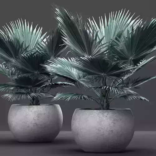 Bismarckia nobilis 2 3D model
