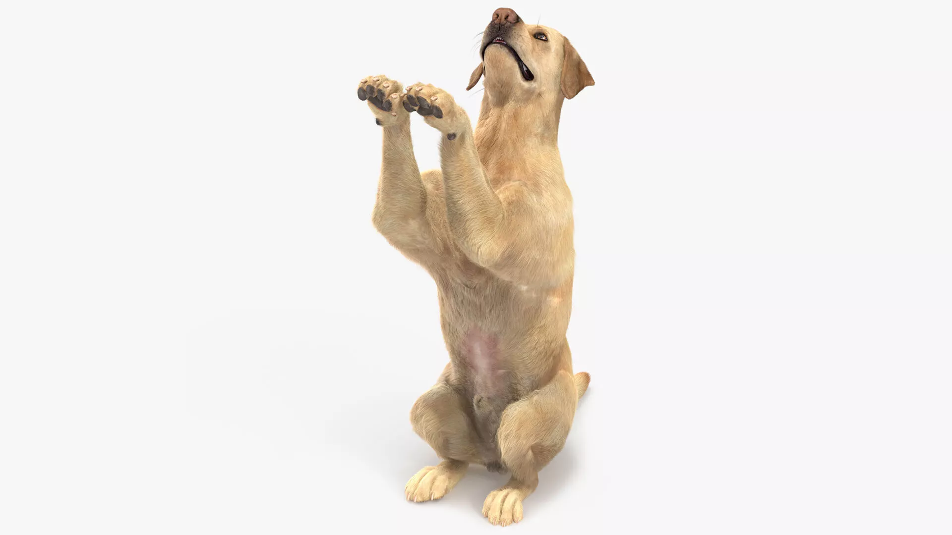 Begging White Labrador Dog Pose Fur Animated Rigged for Maya 3D model