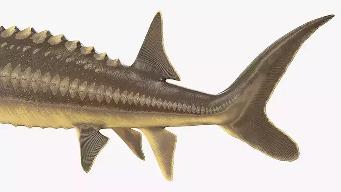 Sturgeon Fish 3D model 5