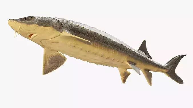 Sturgeon Fish 3D model 6