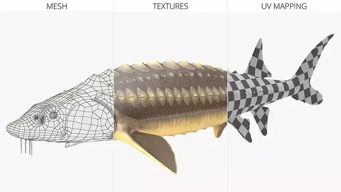 Sturgeon Fish 3D model 7