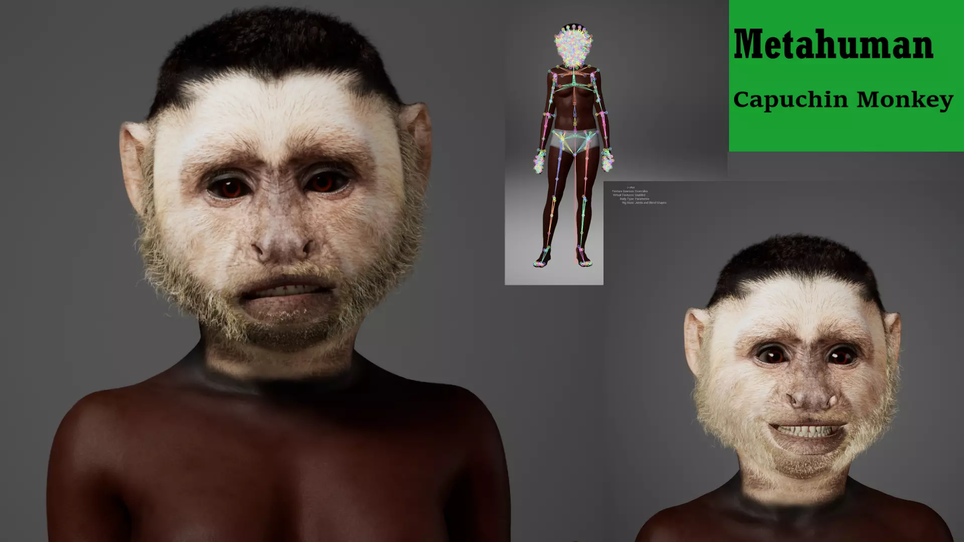 Metahuman Capuchin Monkey Character Low-poly 3D model