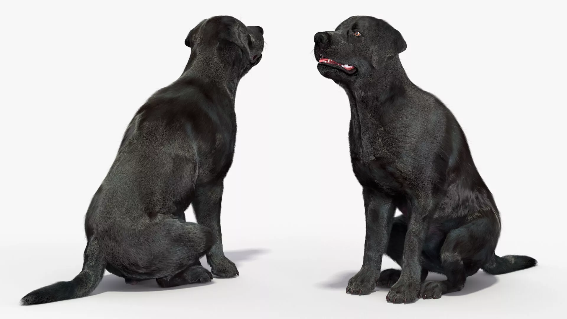 Black Begging Labrador Dog Fur Animated Rigged for Maya 3D model