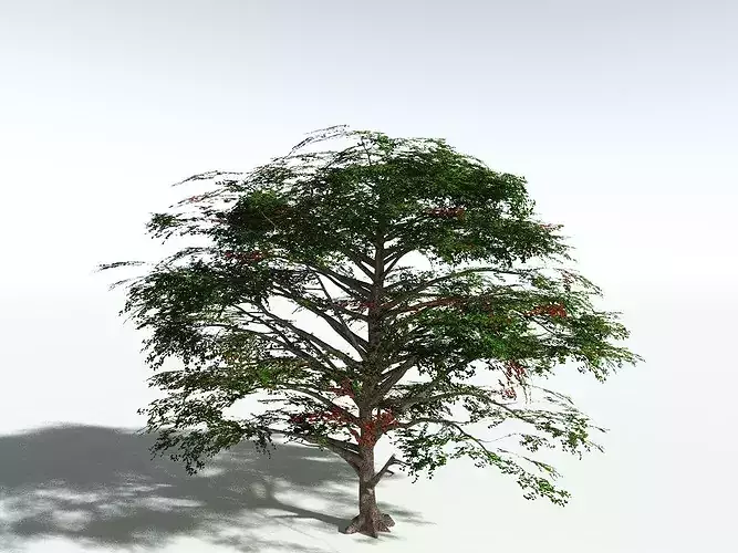 EVERYPlant Sea Almond LowPoly