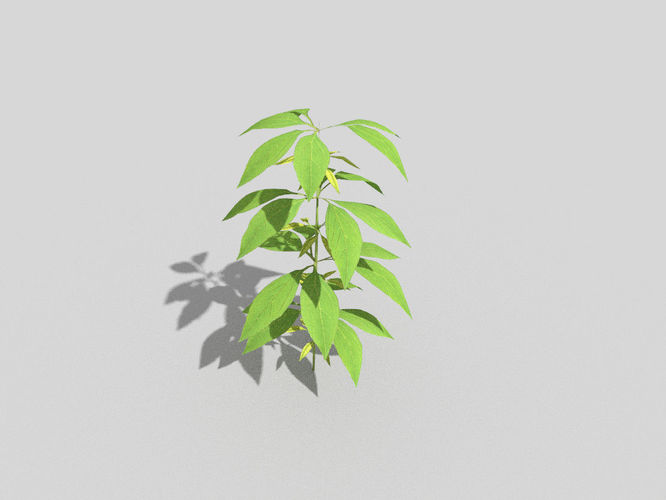 low poly ground plant Low-poly 3D model