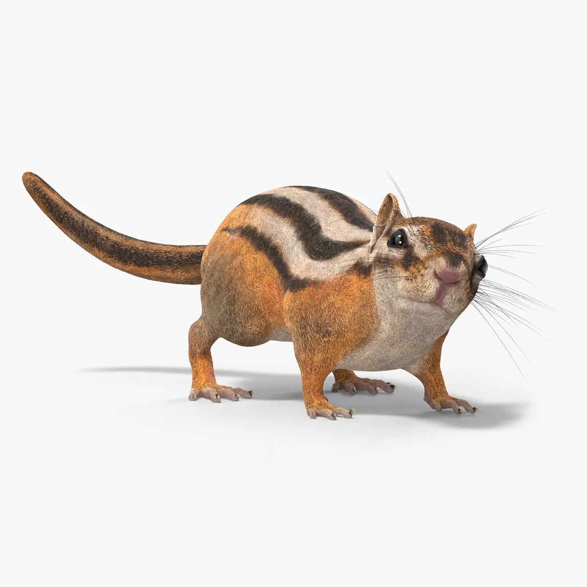 Tree-Dwelling Chipmunk Rigged 3D model