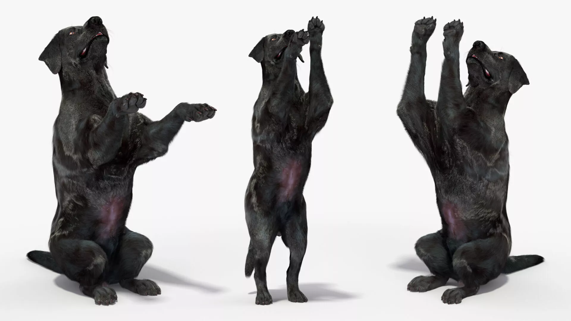 Black Begging Labrador Dog Fur Animated Rigged for Cinema 4D 3D model