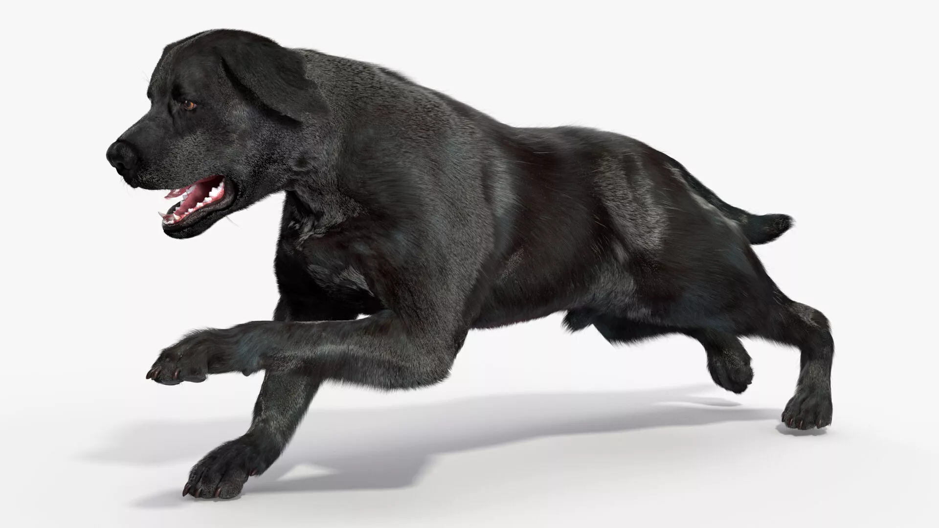 Black Labrador Dog Running Fur Animated Rigged for Maya 3D model