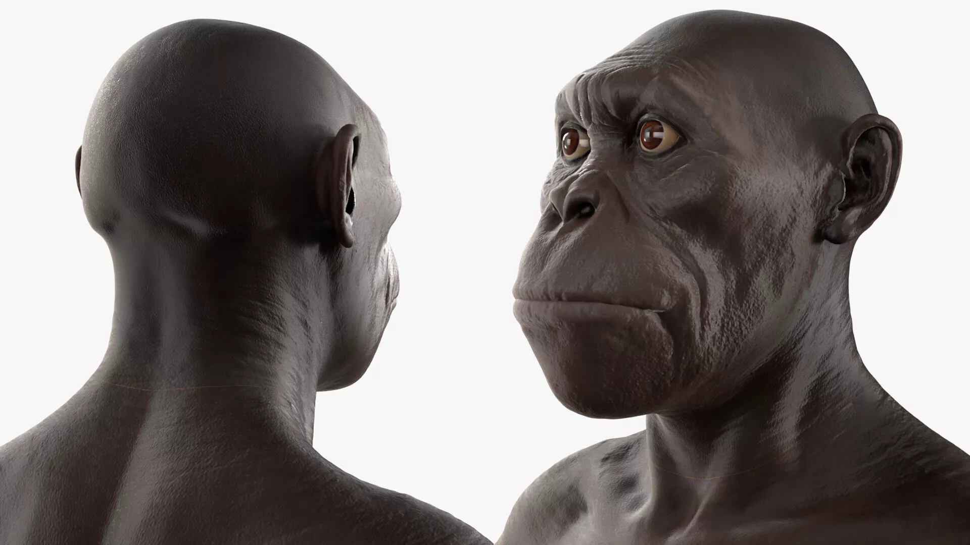 Prehistoric Human Ancestor Female Sculpture Rigged for Cinema 4D 3D model