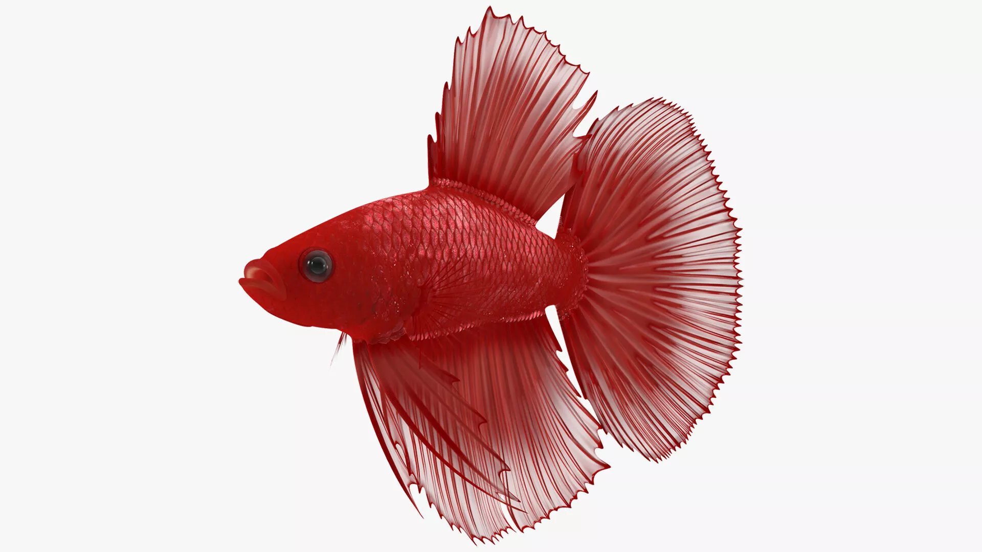 Red Crowntail Betta Fish Swimming Animated Rigged 3D model