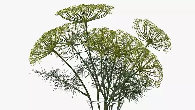 Bouquet of Dill Flowers in Vase with Water 3D model 6