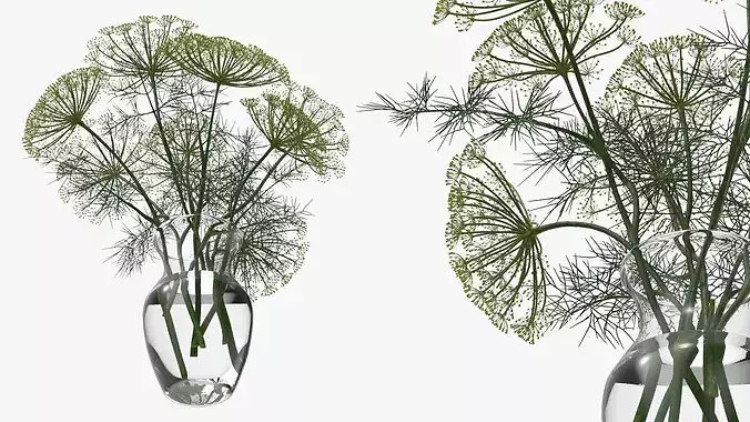 Bouquet of Dill Flowers in Vase with Water 3D model 5