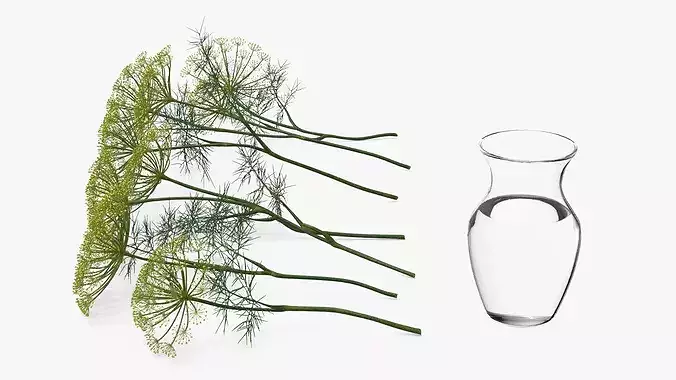 Bouquet of Dill Flowers in Vase with Water 3D model 7
