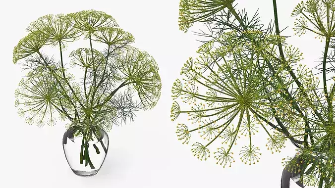 Bouquet of Dill Flowers in Vase with Water 3D model 4