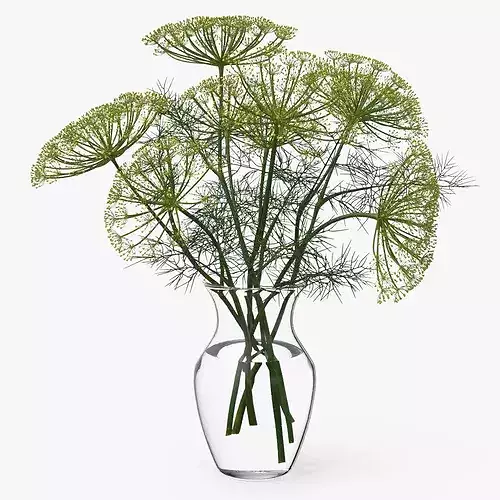 Bouquet of Dill Flowers in Vase with Water 3D model 2