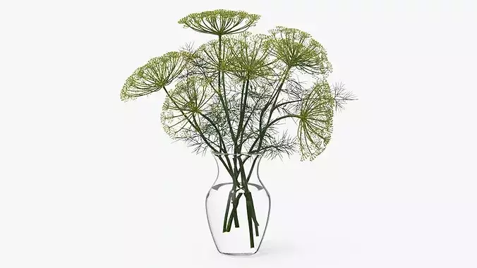 Bouquet of Dill Flowers in Vase with Water 3D model
