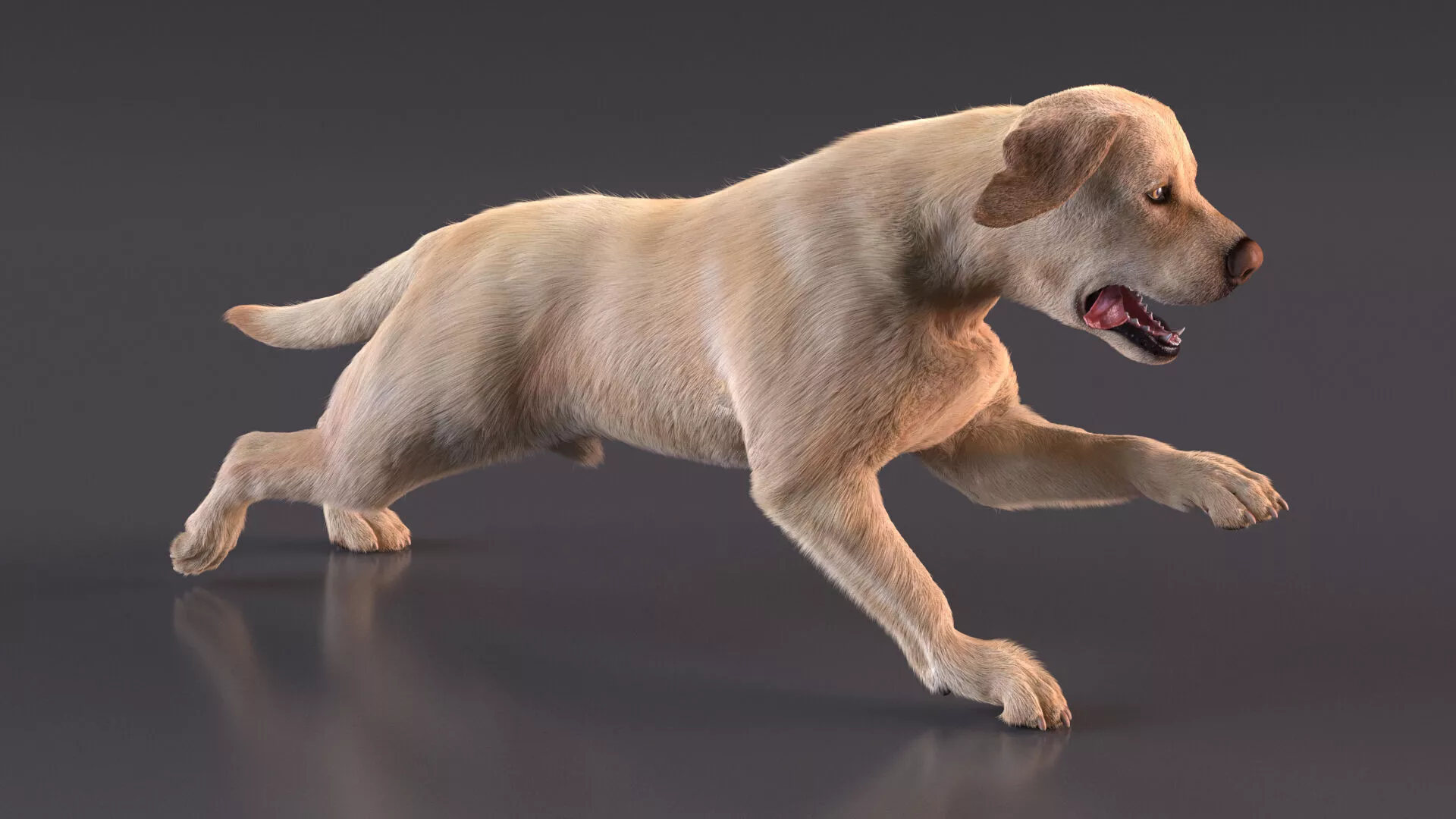 Running White Retriever Dog Fur Animated Rigged for Maya 3D model