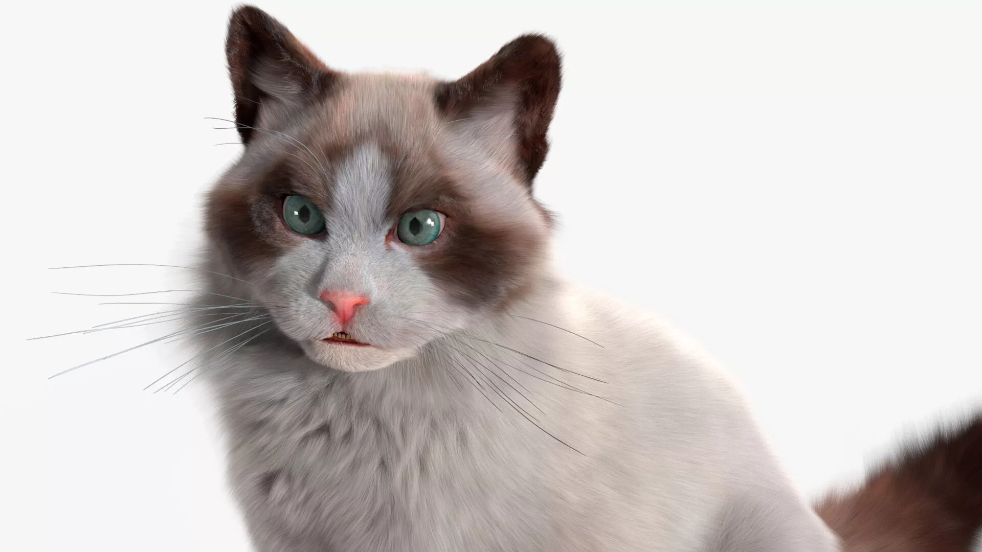 Ragdoll Cat Sitting Pose Fur 3D model