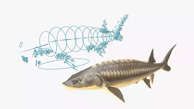Sturgeon Fish Rigged 3D model 4
