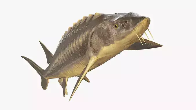 Sturgeon Fish Rigged 3D model 2