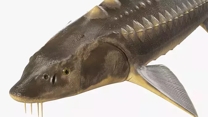 Sturgeon Fish Rigged 3D model 6