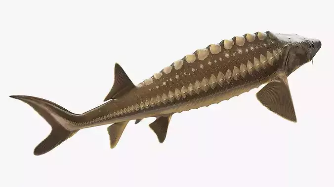 Sturgeon Fish Rigged 3D model 5