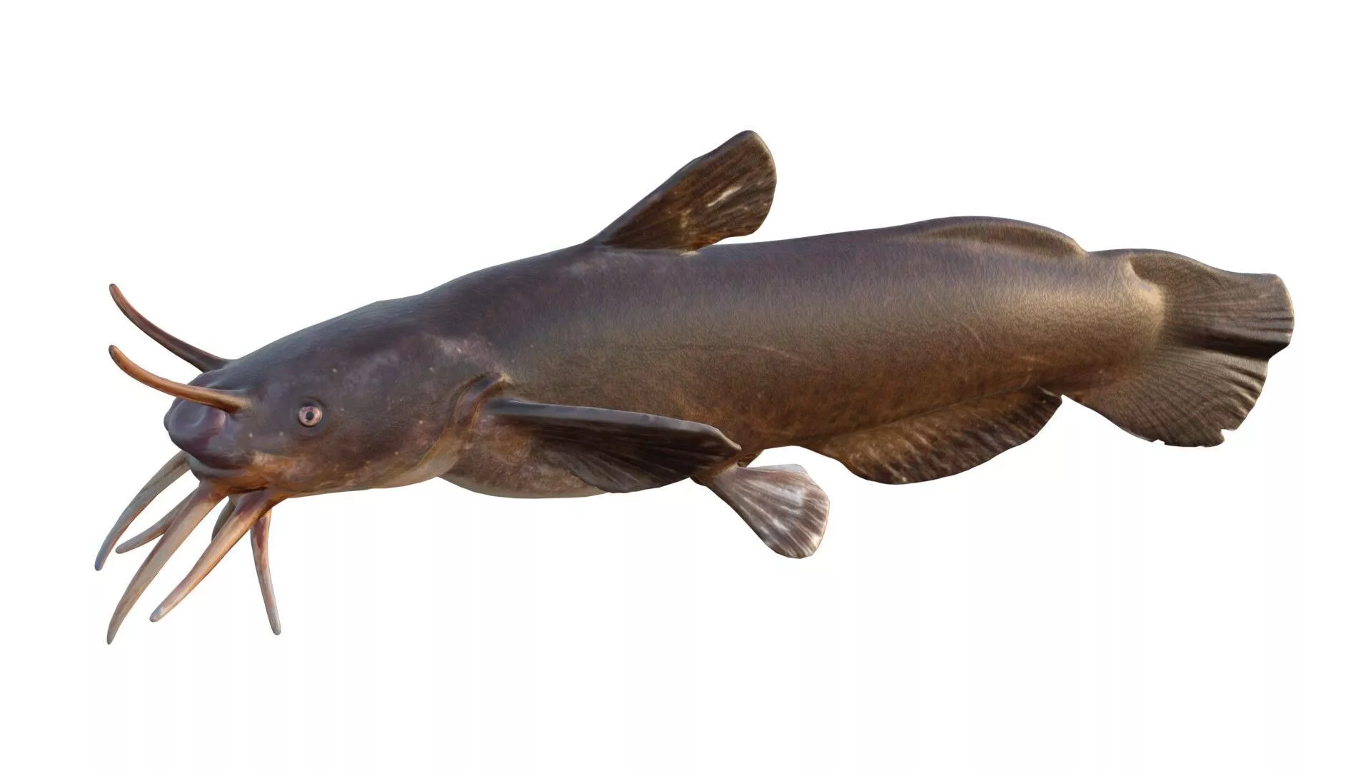 Black Madtom Catfish Low-poly 3D model