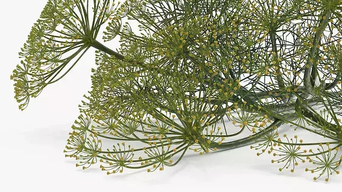 Dill Flowers 3D model 6