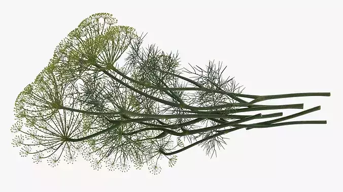 Dill Flowers 3D model 5