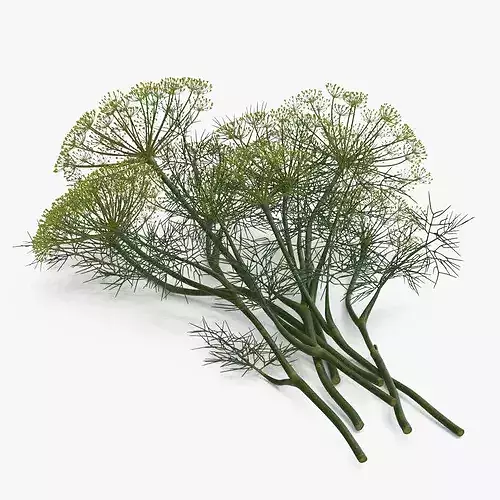 Dill Flowers 3D model 2