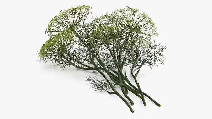 Dill Flowers 3D model