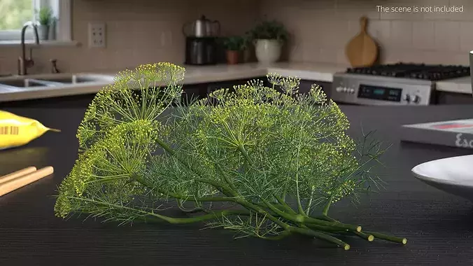 Dill Flowers 3D model 3