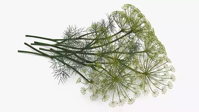 Dill Flowers 3D model 4
