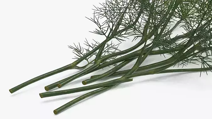 Dill Flowers 3D model 7